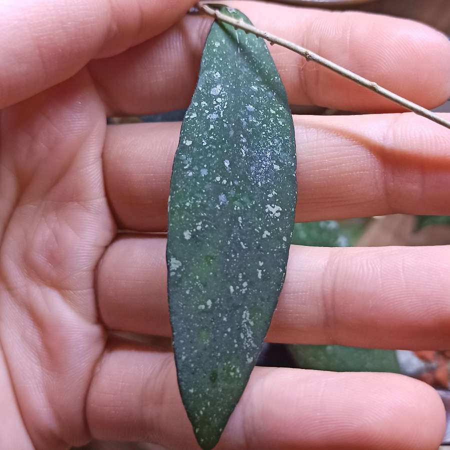 Hoya Scorenitchii