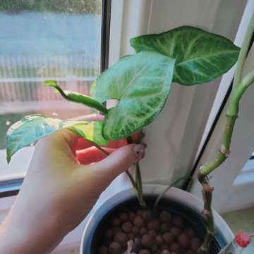Syngonium White Butterfly