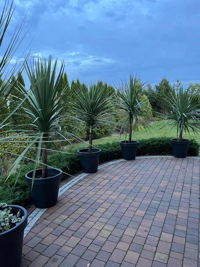 Kordyliny australijskie 4