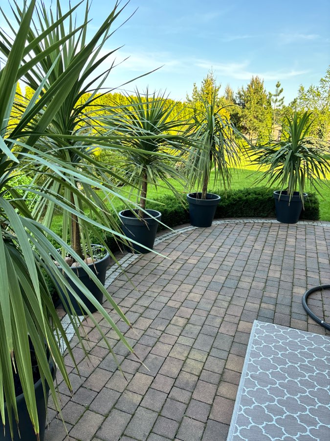 Kordyliny australijskie 3