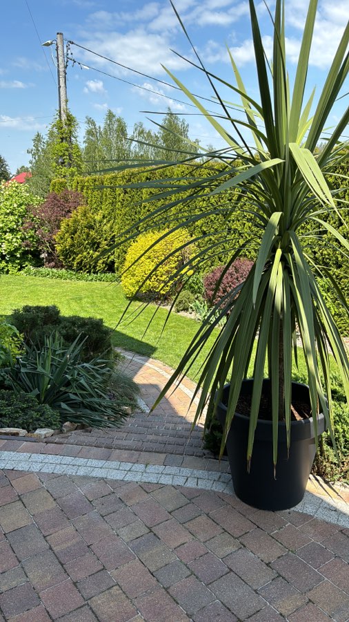 Kordyliny australijskie 2