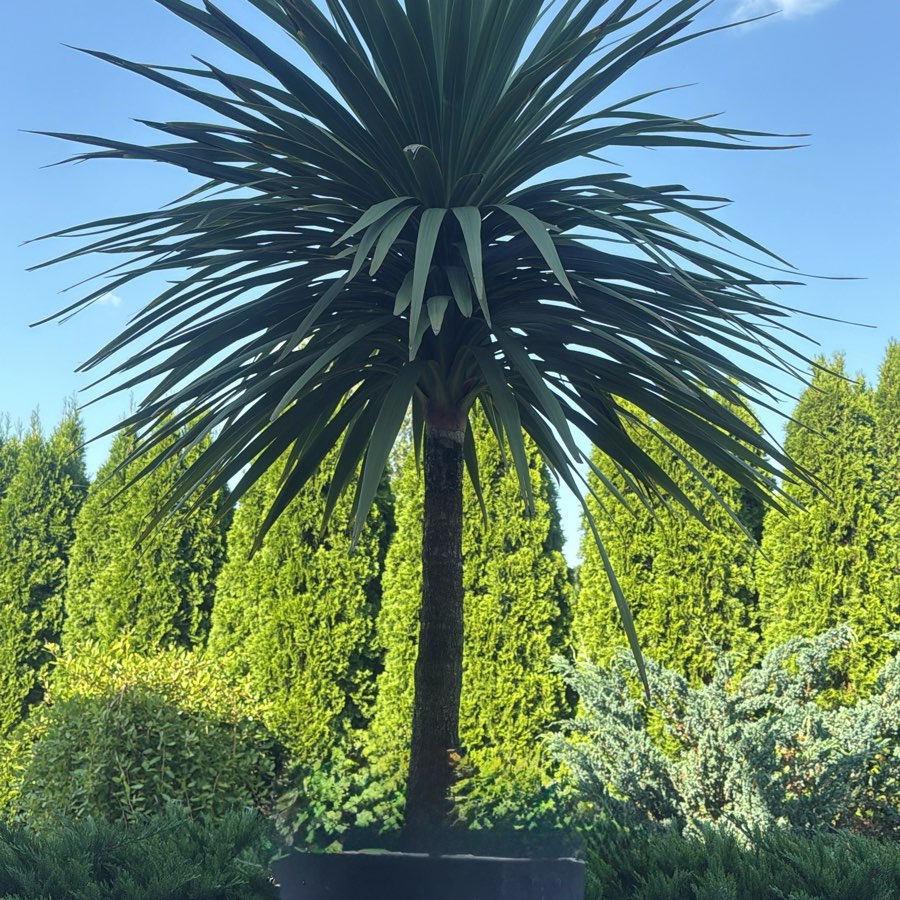 Kordyliny australijskie