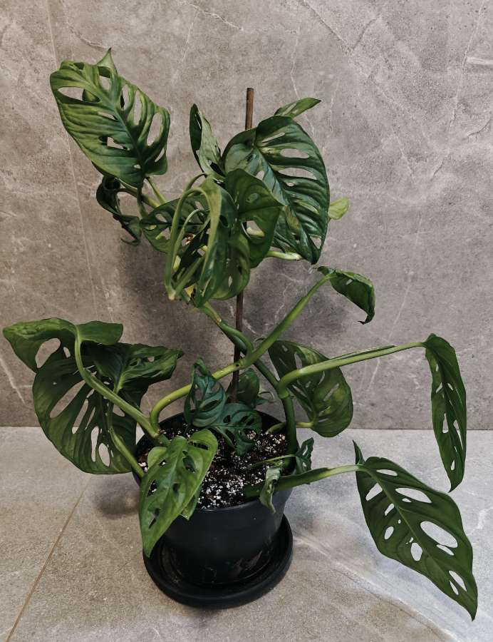 Monstera Adansonii monkey mask 4