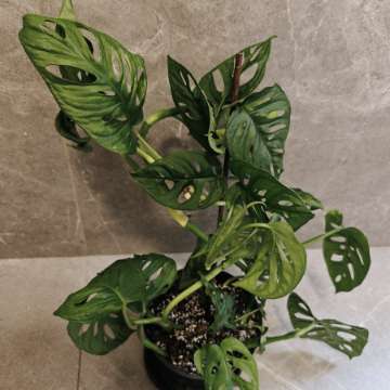 Monstera Adansonii monkey mask