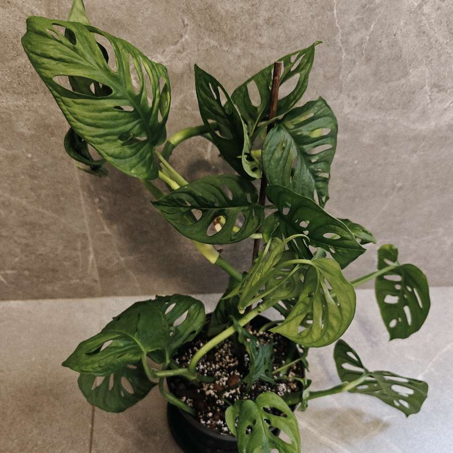 Monstera Adansonii monkey mask