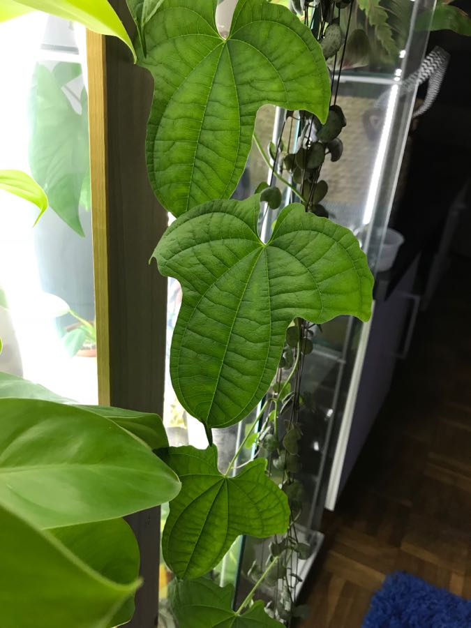 Dioscorea Sansibarensis 2