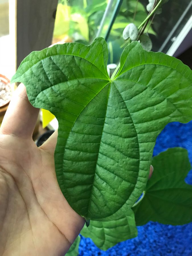 Dioscorea Sansibarensis 3