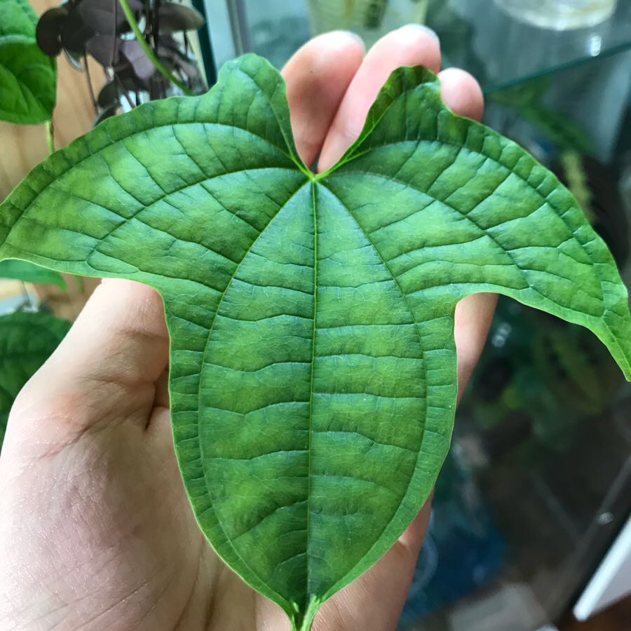 Dioscorea Sansibarensis