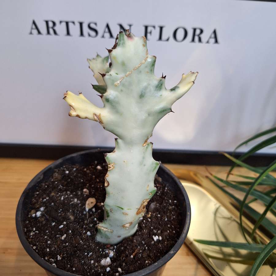 Wilczomlecz mleczny - Euphorbia lactea 'White Ghost' 3