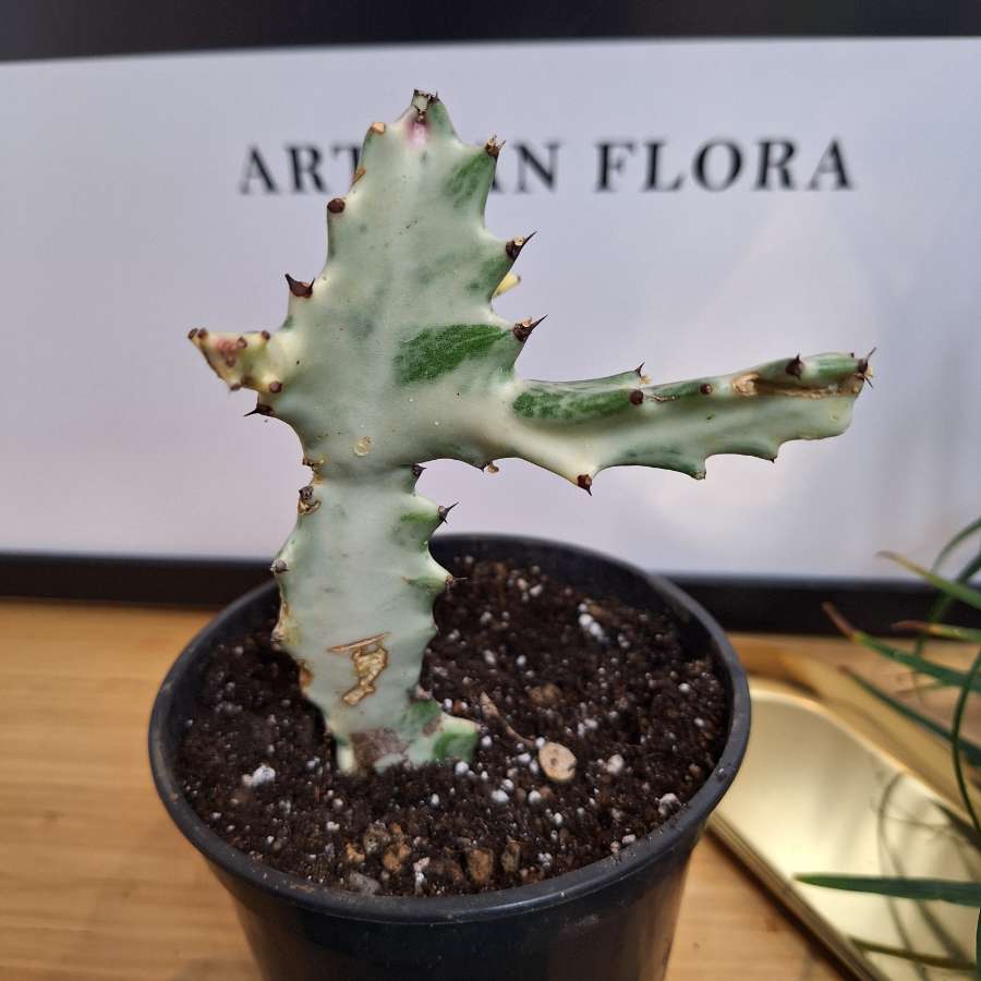 Wilczomlecz mleczny - Euphorbia lactea 'White Ghost' 4