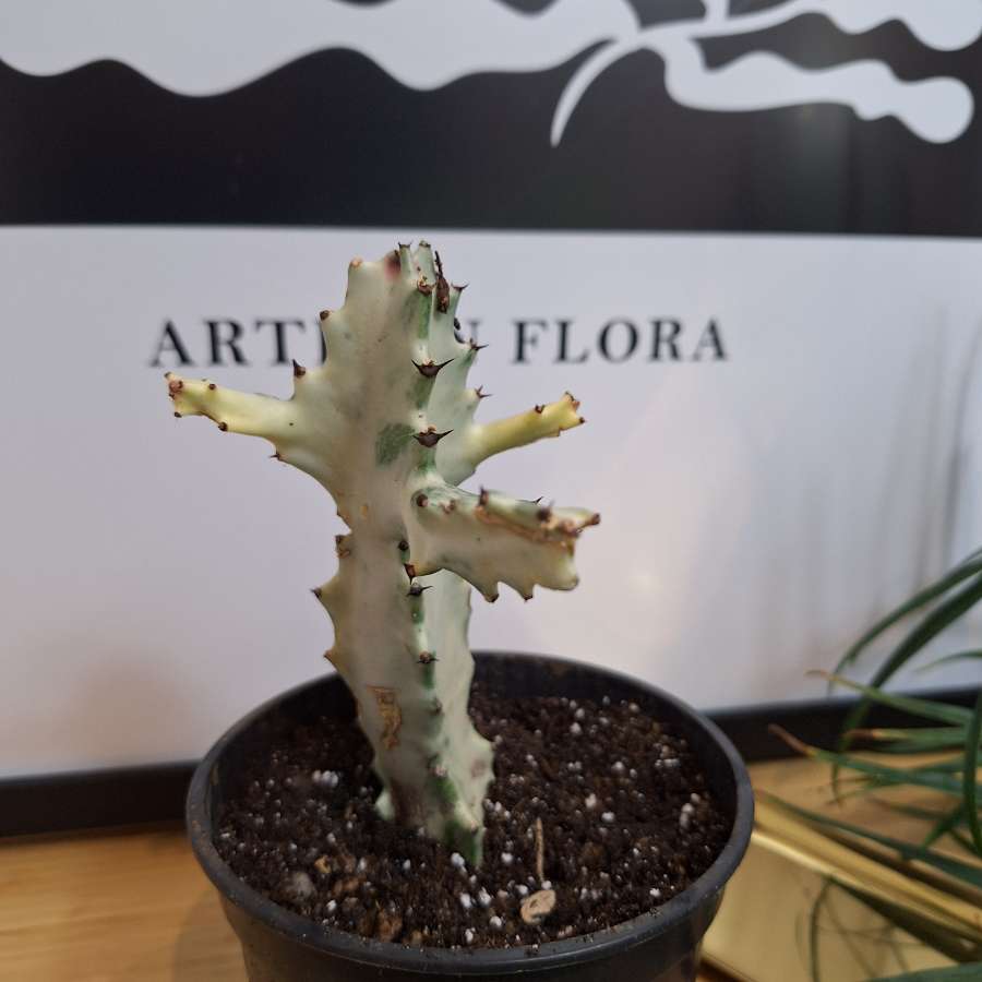 Wilczomlecz mleczny - Euphorbia lactea 'White Ghost' 2
