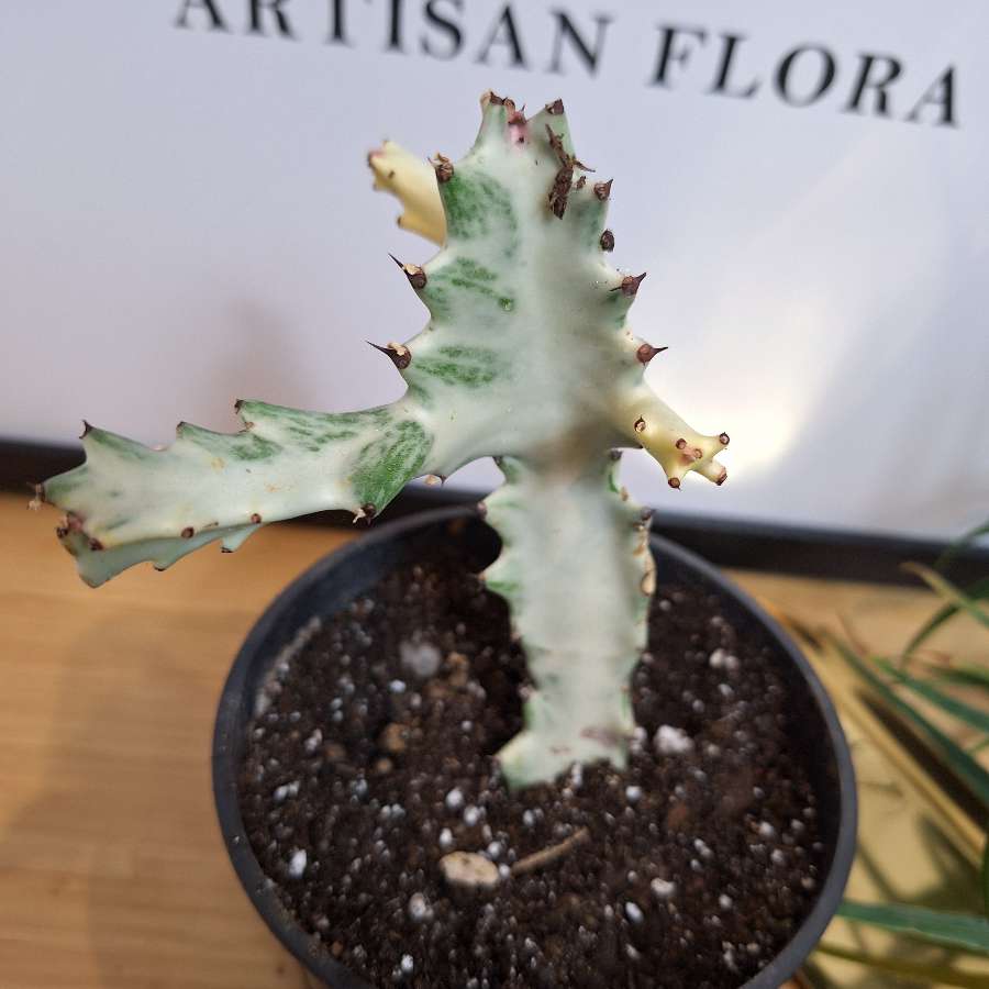Wilczomlecz mleczny - Euphorbia lactea 'White Ghost'
