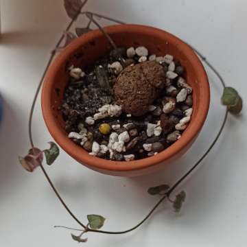 Ceropegia variegata