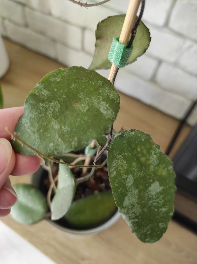 Hoya caudata 2