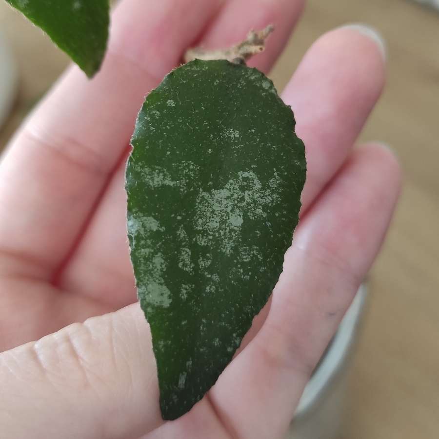 Hoya caudata