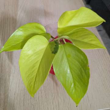 Epipremnum neon