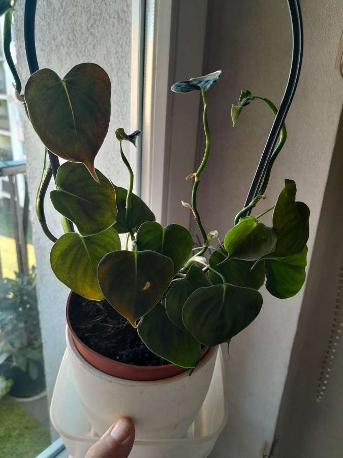 Philodendron Lupinum 2