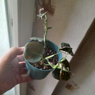 Philodendron Lupinum