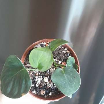 Philodendron Lupinum