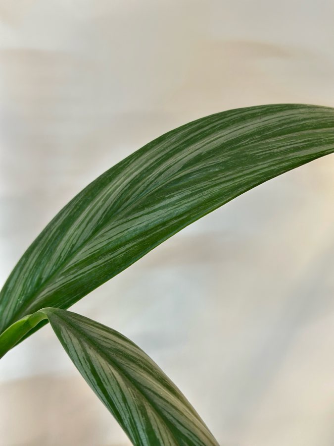 Epipremnum Amplissimum Silver Stripe 4