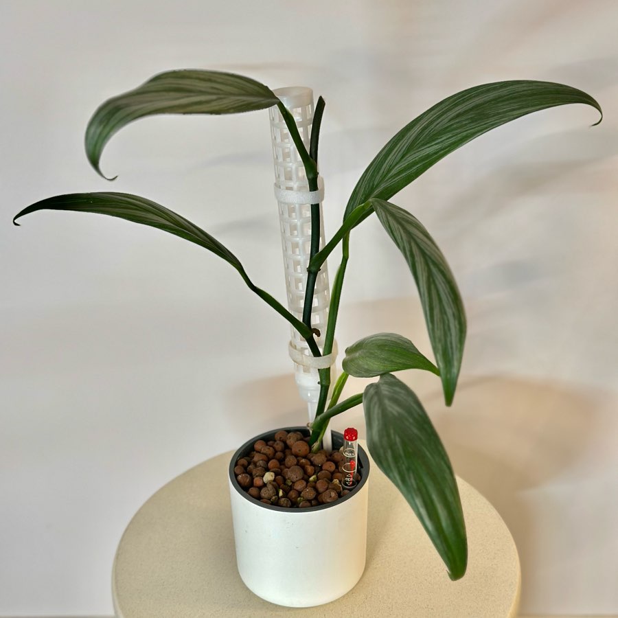 Epipremnum Amplissimum Silver Stripe