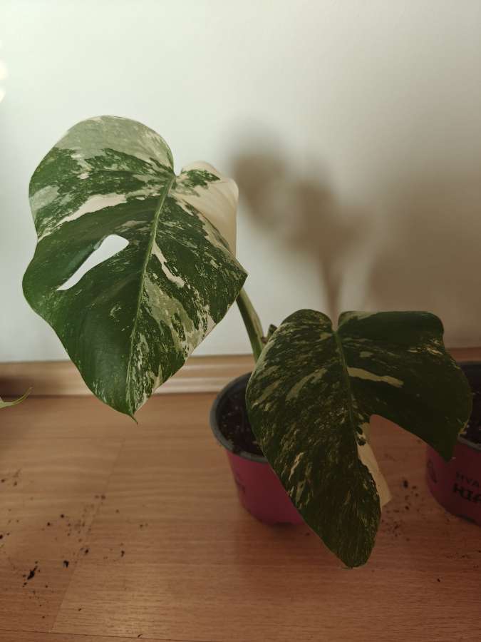 Monstera variegata 3