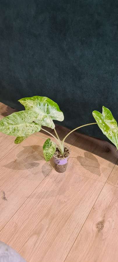 Alocasia macrorrhiza splash 4