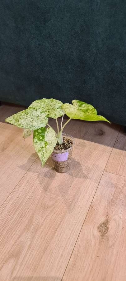 Alocasia macrorrhiza splash 2