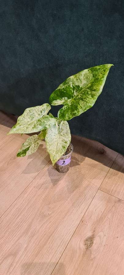 Alocasia macrorrhiza splash 3