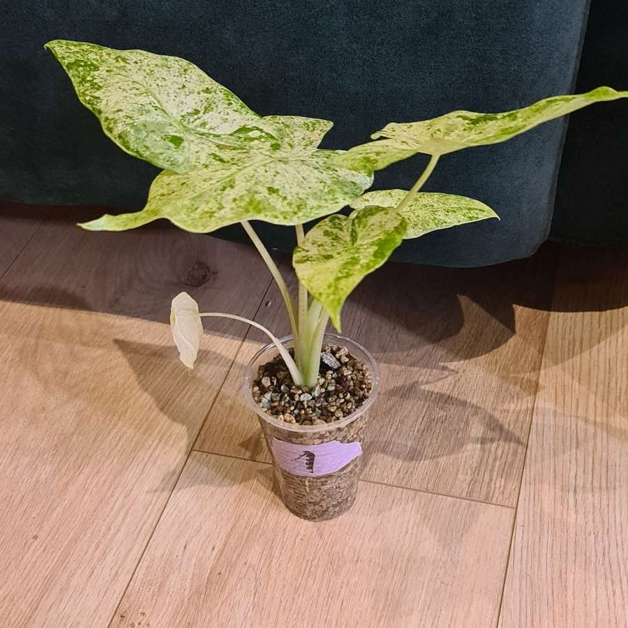 Alocasia macrorrhiza splash