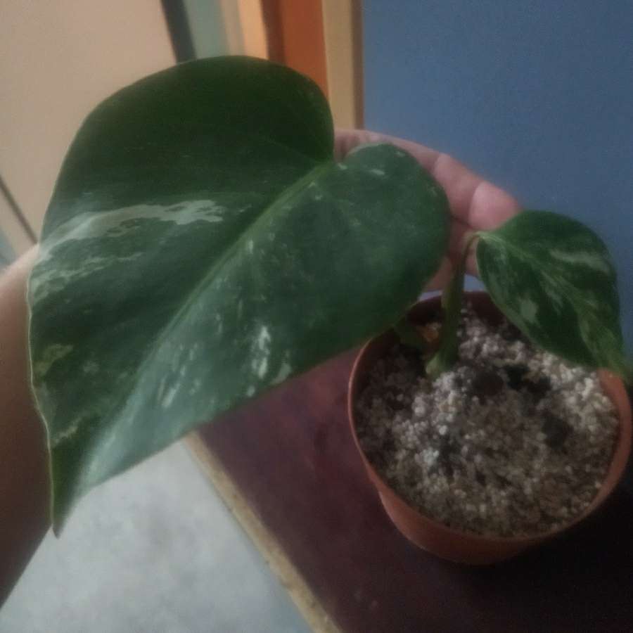 Monstera variegata