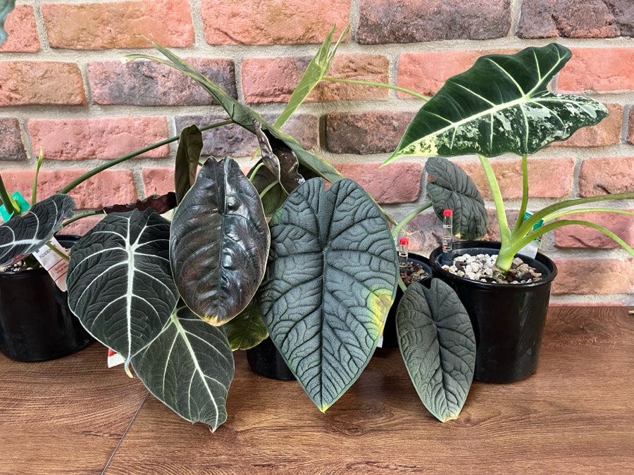 Alocasia Black Velveth 5