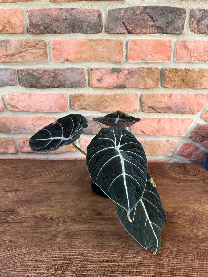 Alocasia Black Velveth 2