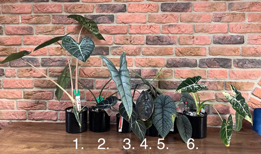 Alocasia Black Velveth 4