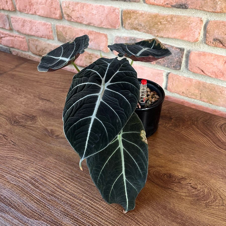 Alocasia Black Velveth