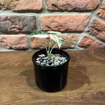 Alocasia Micholitziana „Frydek” Variegata