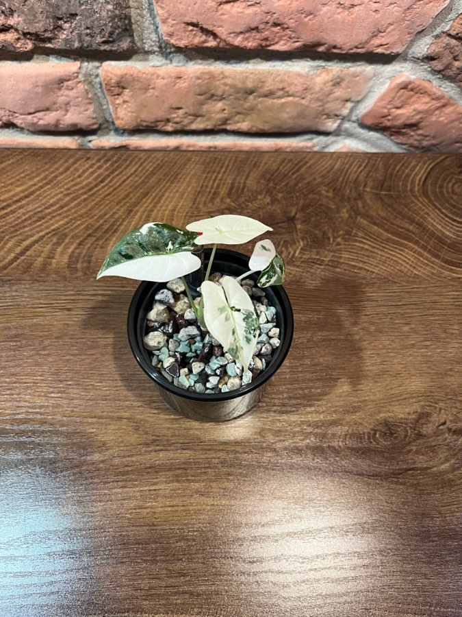 Alocasia Micholitziana „Frydek” Variegata 2