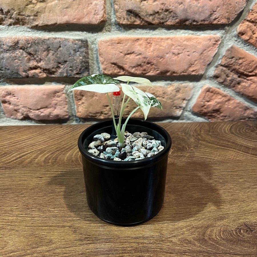 Alocasia Micholitziana „Frydek” Variegata