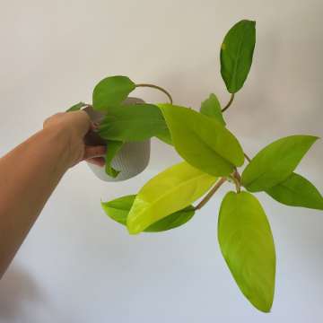 Philodendron malaya gold