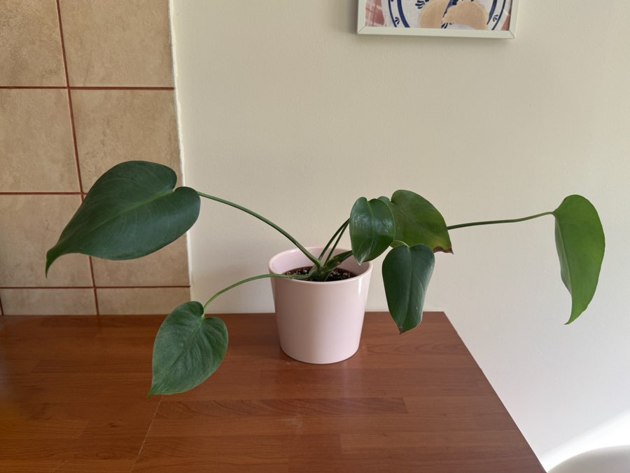 monstera deliciosa 2