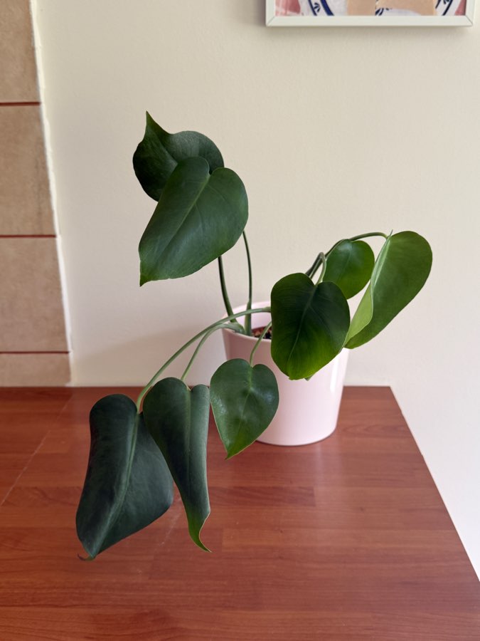 monstera deliciosa 3