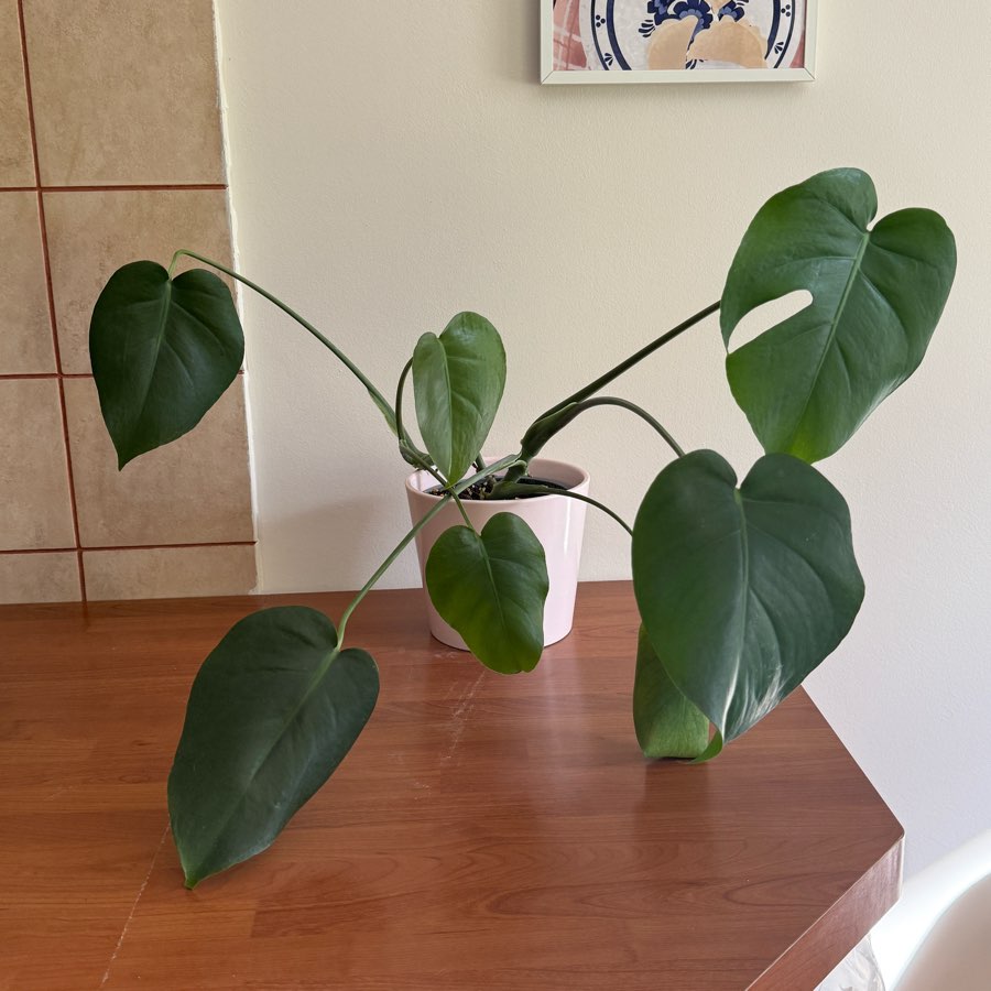 monstera deliciosa