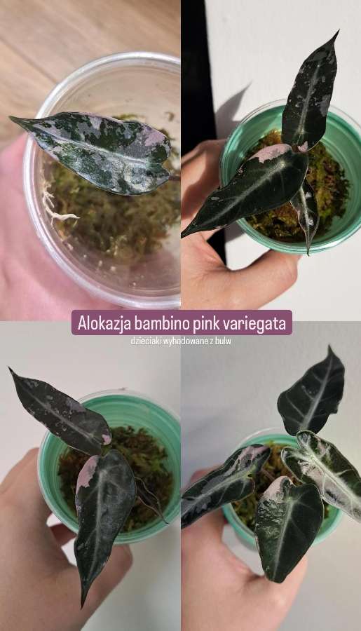 Alokazja bambino pink variegata 3