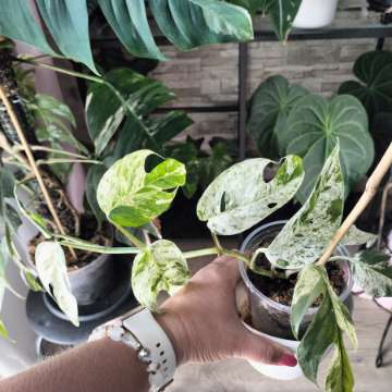 Epipremnum pinnatum variegata
