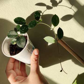 Hoya Mathilde Hoja