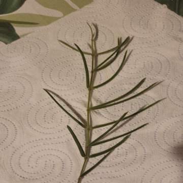 Hoya linearis