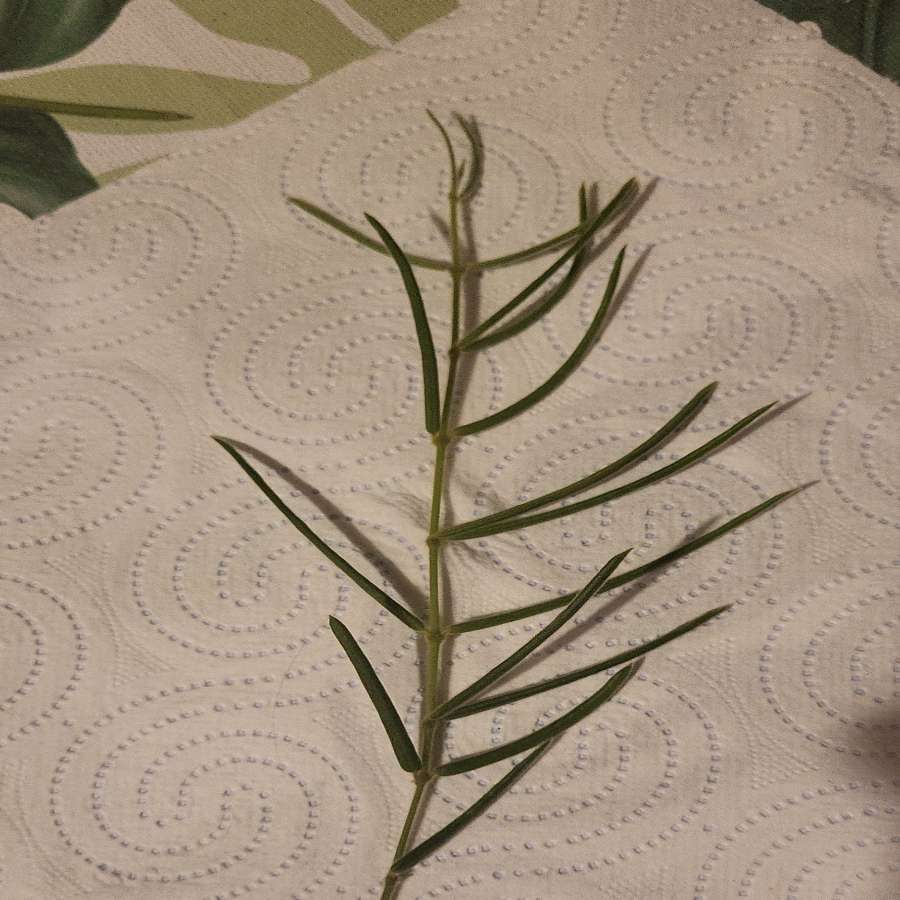 Hoya linearis