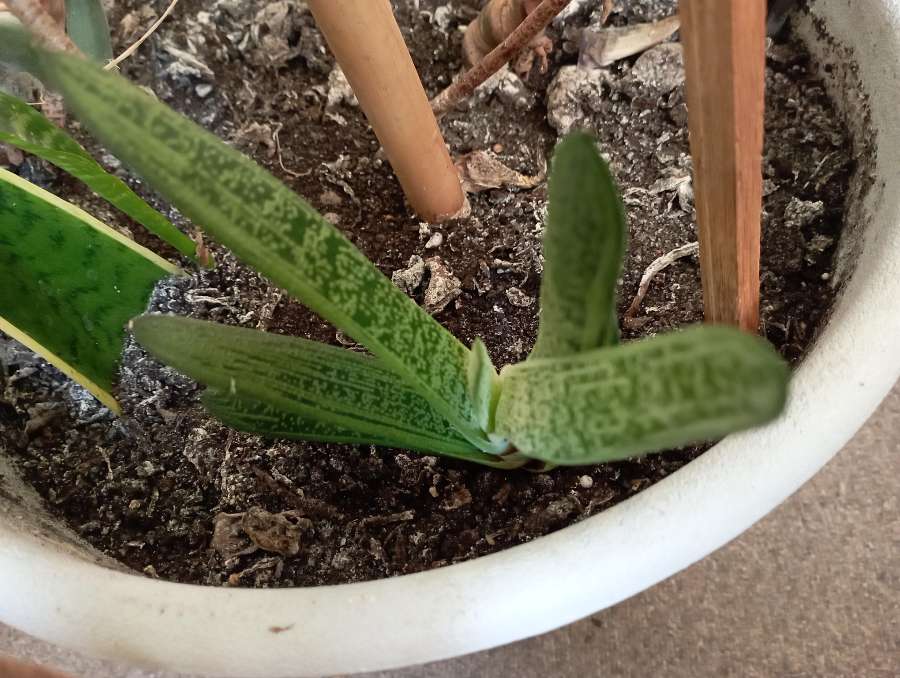 Gasteria (nie znam nazwy odmiany) 2