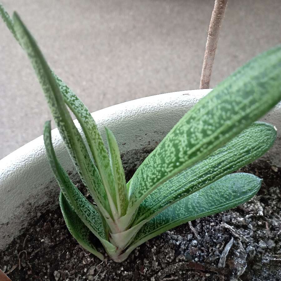 Gasteria (nie znam nazwy odmiany)