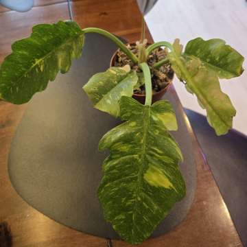 Philodendron ring of fire